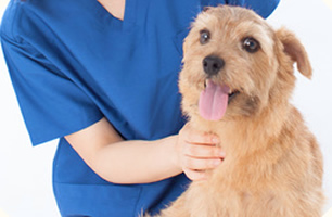 予防接種・予防医療