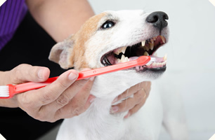 避妊・去勢手術・デンタルケア